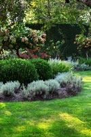 Colourful borders with Hydrangeas, clipped Box and Lavenders
