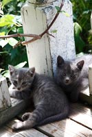 Kittens on veranda