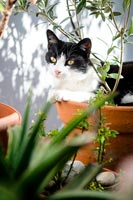 Cat sitting in plant pot