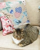 Tabby cat sitting on sofa