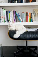 Pet cat sitting on footstool