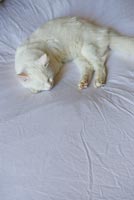 Pet cat asleep on bed