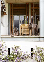 Pet dogs on veranda