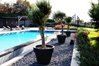 Luxury swimming pool flanked by Olive trees in pots