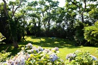 Country garden with flowering Hydrangeas