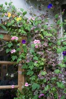 Clematis and variegated Geraniums growing by window