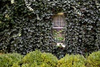Ivy climbing up house wall