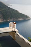 Terrier standing by pool
