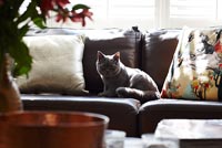 Cat sitting on sofa