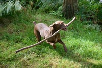 Pet dog playing with stick