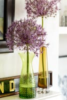 Allium flowers in glass vases