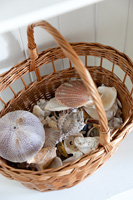 Shells in basket