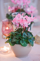 Dining table decorated for christmas with potted Cyclamen

