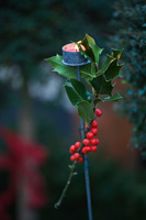 Christmas garden decoration with Holly