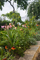 Garden borders with Dahlias and Heleniums
