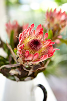 Protea flowers in white jug