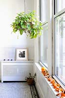 Houseplant in hanging basket