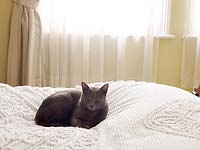 Cat lying on candlewick bedspread