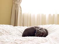 Cat lying on candlewick bedspread