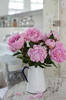 Pink Peony flowers in enamel jug