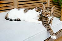 Pet cats on garden bench