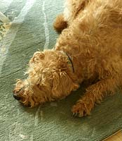 Dog lying on pale green rug