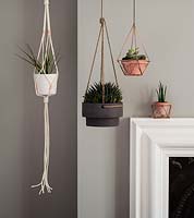 Houseplants displayed in hanging pots