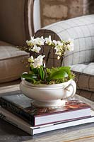 Flowering Orchids in white pot