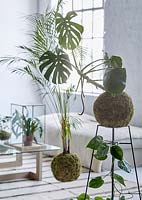 Houseplants display in living room