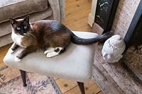Pet cat lying on footstool