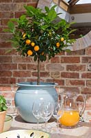 Citrus tree on dining table
