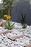 Courtyard garden with drought tolerant plants