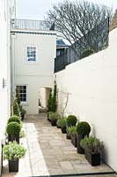 Courtyard garden with topiary in pots