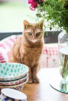 Ginger cat sitting on kitchen table