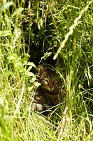Tabby cat sitting in undergrowth