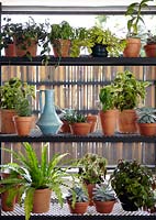 Houseplants display