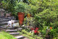 Dog in tropical garden