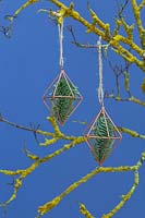 Copper prisms containing pine foliage, hanging from a branch covered in lichen 