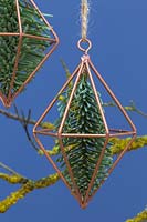 Copper prisms containing pine foliage, hanging from a branch covered in lichen 