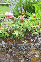 Climbing Roses in country garden
