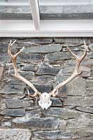 Wall mounted stag skull