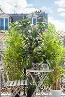 Pot plants on balcony