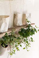 Ivy plants in hanging containers