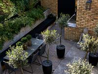 Patio with Olive trees in pots