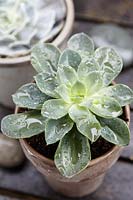 Succulent plant in terracotta pot