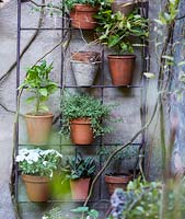 Plant pots on wall mounted rack