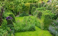 Back garden with clipped Box topiary pyramids