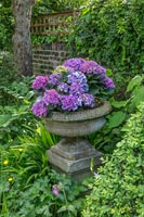 Hydrangeas in stone urn