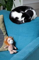 Pet cat asleep on armchair