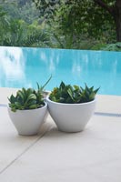 Pot plants beside infinity pool
